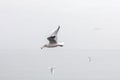Seagull flying with freshly caught bread Royalty Free Stock Photo