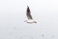 Seagull flying with freshly caught bread Royalty Free Stock Photo