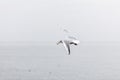 Seagull flying with freshly caught bread Royalty Free Stock Photo