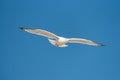 Seagull flying in front of a bright blue sky, wings spread wide Royalty Free Stock Photo