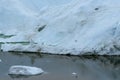 Seagull flying in front of the enormous icebergs, Ilulissat, Greenland