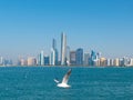 Seagull flying in front of luxury panorama of skyscrapers. Amazing daytime view of Abu Dhabi financial district skyline. 