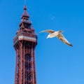 Seagull flying in front of the majestic Blackpool Tower in England Royalty Free Stock Photo