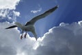 Seagull flying infron of cloudy sky Royalty Free Stock Photo