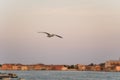 Seagull gliding with sunset sky and Venice, Italy on background Royalty Free Stock Photo