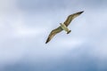 Seagull flying viewed from underneath