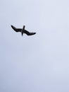 Seagull flying in gray and cloudy sky. Royalty Free Stock Photo