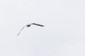 Seagull flying on a gray day Royalty Free Stock Photo