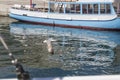 Seagull flying in the harbor Royalty Free Stock Photo