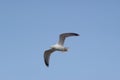 seagull flying high Royalty Free Stock Photo