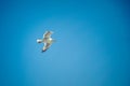 Seagull flying high in a clear blue sky