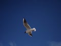 Seagull flying high in the dark blue sky Royalty Free Stock Photo