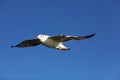 Seagull flying high up, wings open Royalty Free Stock Photo