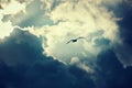 Seagull flying and hovering against a dramatic cloudy sky background Royalty Free Stock Photo