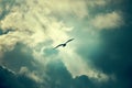 Seagull flying and hovering against dramatic cloudy sky background Royalty Free Stock Photo