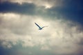 Seagull flying and hovering against a cloudy sky background Royalty Free Stock Photo