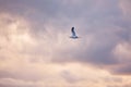 Seagull flying and hovering against dramatic cloudy sky background Royalty Free Stock Photo
