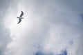 Seagull flying and hovering against a moody dramatic cloudy sky background. Photo of bird on sky Royalty Free Stock Photo