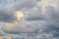 Seagull flying and hovering against a moody dramatic cloudy sky background. Photo of bird on sky Royalty Free Stock Photo