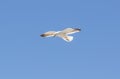 Seagull flying isolated in blue sky - Image Royalty Free Stock Photo