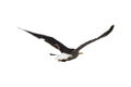 Seagull Flying Isolated Photo Royalty Free Stock Photo