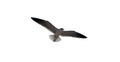 A seagull flying with its wings open in white bakcground Royalty Free Stock Photo