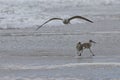 Seagull flying with its wings spread, above two willet shorebird standing in the shallow water Royalty Free Stock Photo