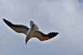 Seagull flying with its wings wide spread Royalty Free Stock Photo