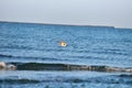 Seagull flying just above the water searching for fish, sits on Royalty Free Stock Photo