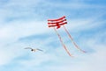 Seagull and flying kite Royalty Free Stock Photo