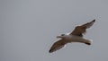 Seagull flying with a gray sky Royalty Free Stock Photo