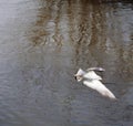 Seagull flying like an acrobat above river