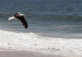Seagull flying low at the edge of the ocean Royalty Free Stock Photo