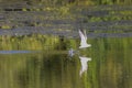 A Seagull flying low and looking for food in a lake below Royalty Free Stock Photo