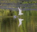 A Seagull flying low and looking for food in a lake below Royalty Free Stock Photo