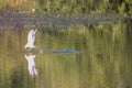 A Seagull flying low and looking for food in a lake below Royalty Free Stock Photo