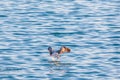 Seagull flying low over the water and hunt for fish Royalty Free Stock Photo