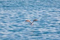 Seagull flying low over the water and hunt for fish Royalty Free Stock Photo