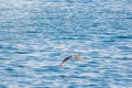 Seagull flying low over the water and hunt for fish Royalty Free Stock Photo