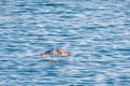 Seagull flying low over the water and hunt for fish Royalty Free Stock Photo