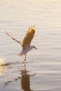 Seagull flying low over the water and hunt for fish Royalty Free Stock Photo