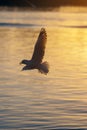 Seagull flying low over the water and hunt for fish Royalty Free Stock Photo