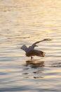 Seagull flying low over the water and hunt for fish Royalty Free Stock Photo