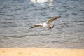 Seagull flying low over the waves and sandy beach Royalty Free Stock Photo