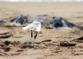 Seagull flying low by the sand Royalty Free Stock Photo