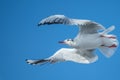 Seagull flying maneuver