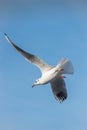 Seagull flying maneuvre