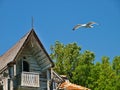 Seagull flying near abandonedhouse rooftop