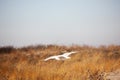 Seagull flying near dune grass