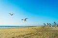 Seagull flying in Newport Beach Royalty Free Stock Photo